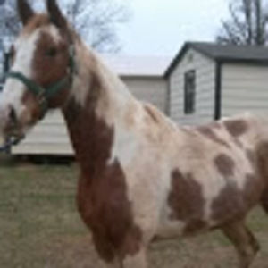 Meet your Posher, Marsha